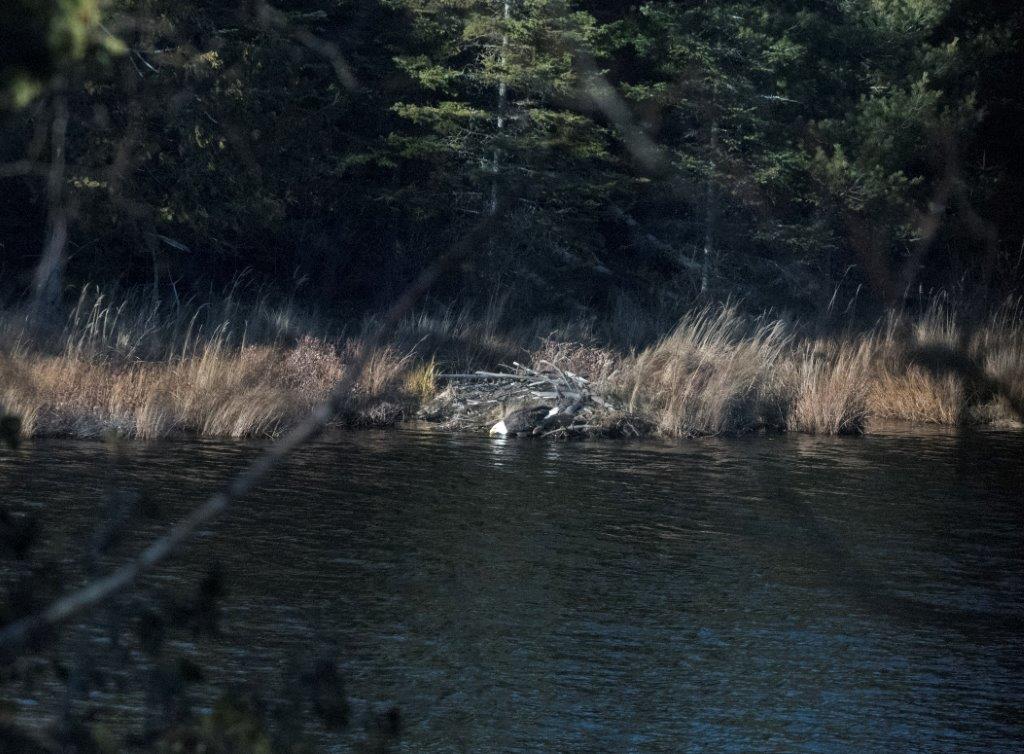 Bald eagle