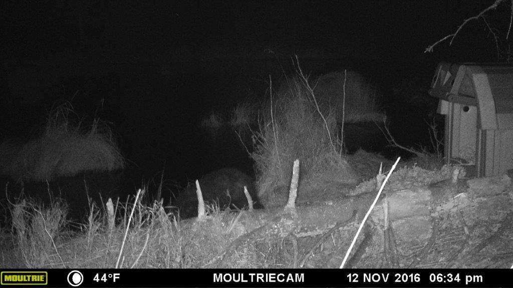 Quill drinking