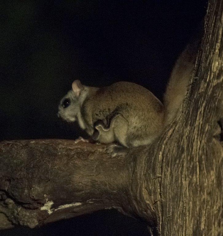 Flying squirrel