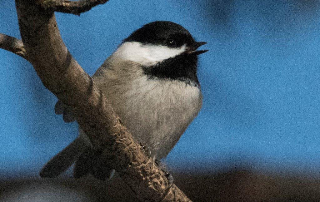 Chickadee