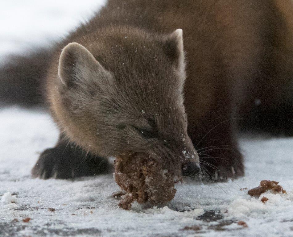 Pine marten eating date mash