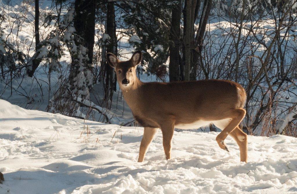 Deer