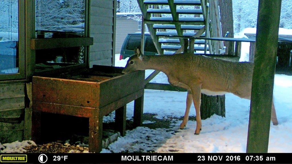Deer at feeder