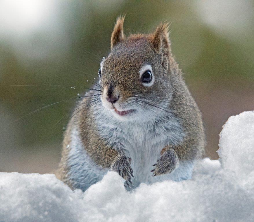 Red squirrel
