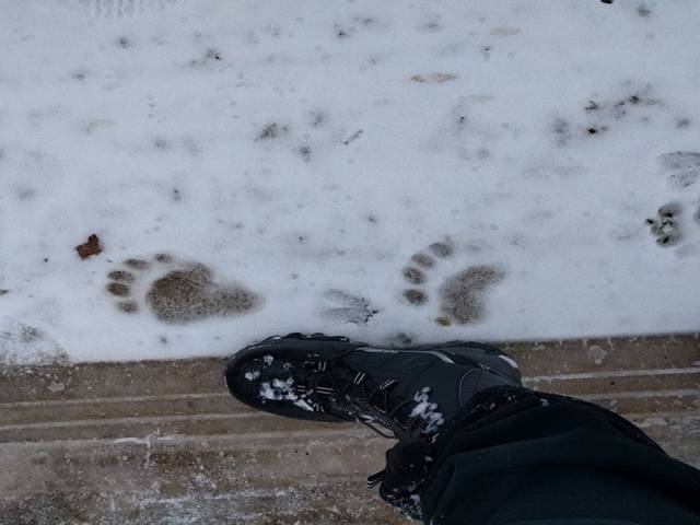 20161127 Bear tracks