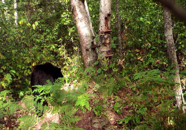 Bear near den