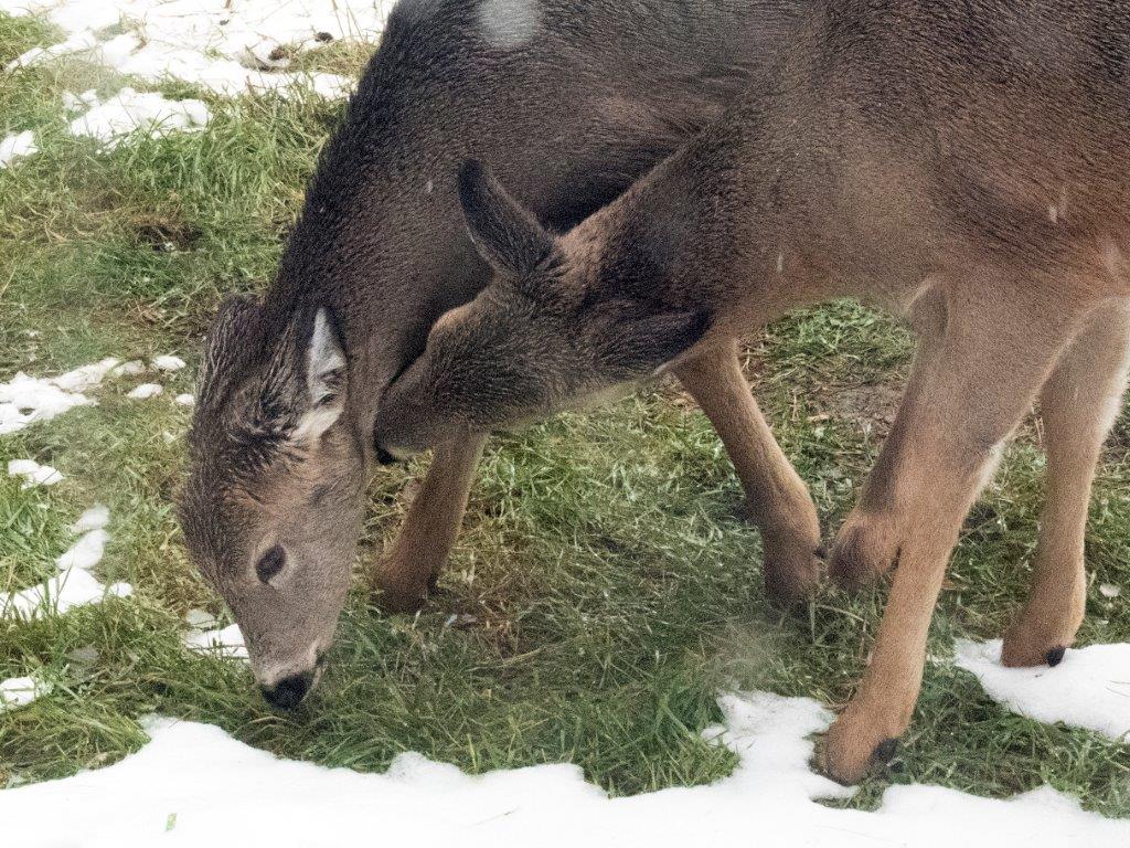 Mother Deer licking date mash