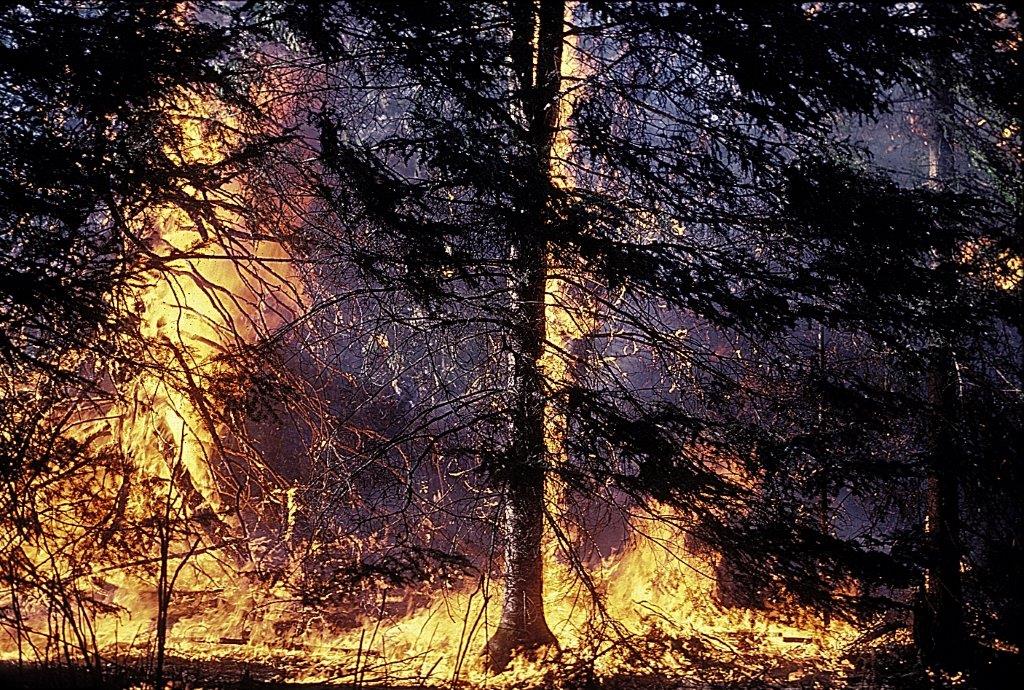 Forest fire - WRI file photo