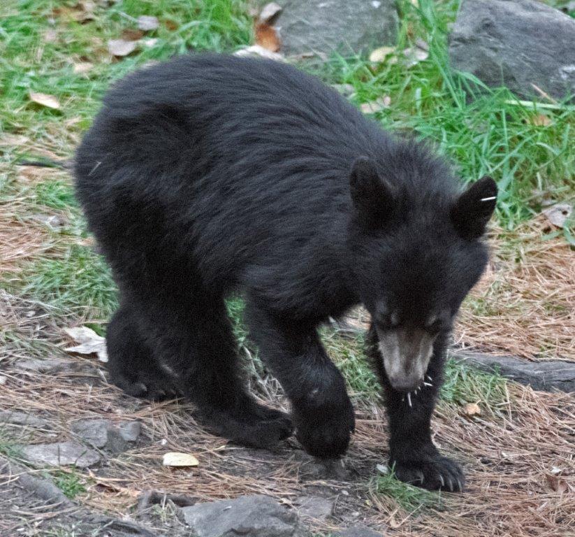 Orphaned cub Quill on 10-13-16