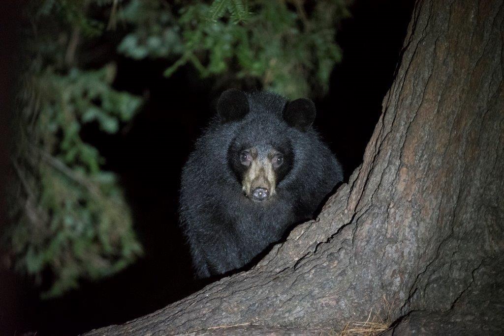 Quill by white pine on 11-17-16