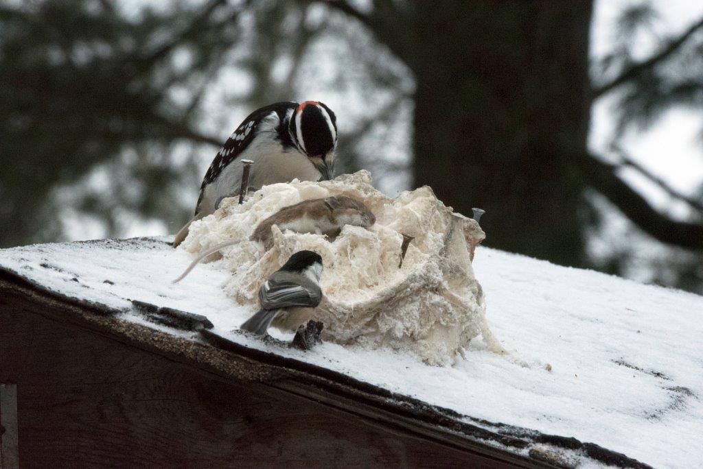 Hairy Woodpecker and Chickadee