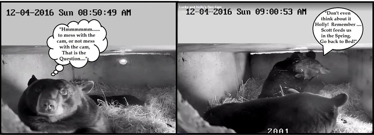 Lucky and Holly with Lily Fan captions