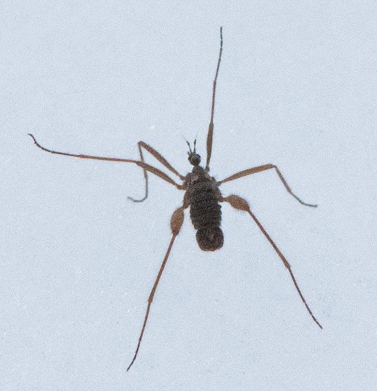 What kind of bug is this?