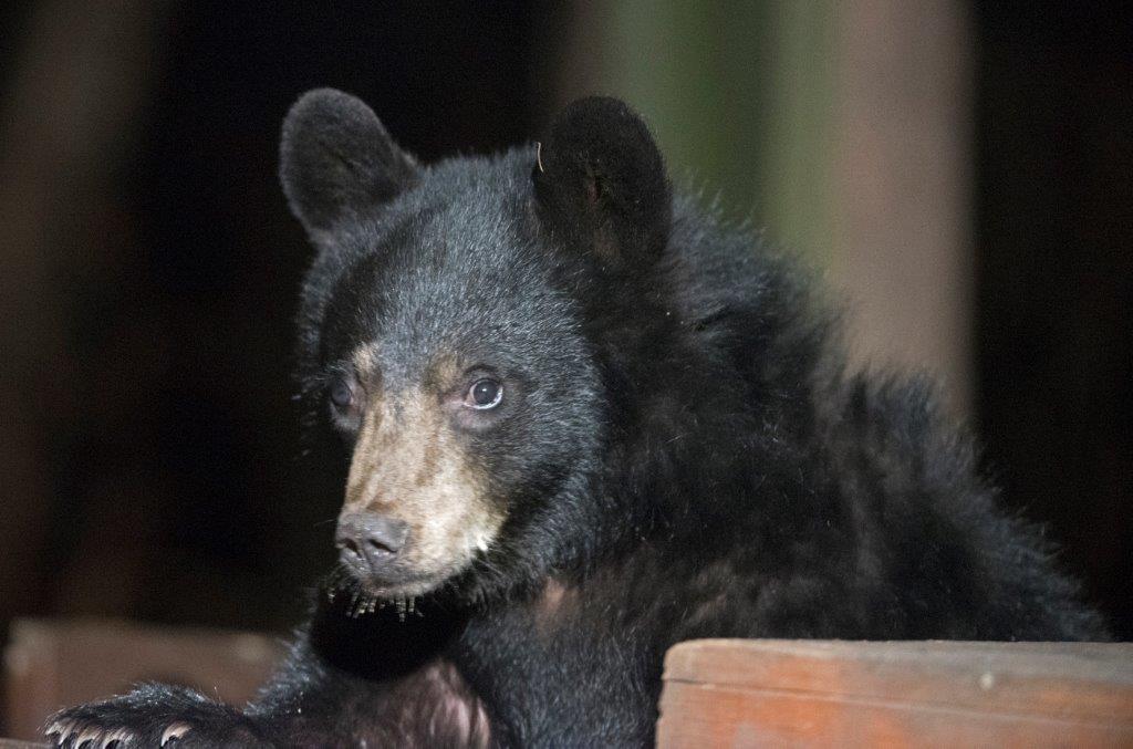 Quill with blue eyes on 11-12-16