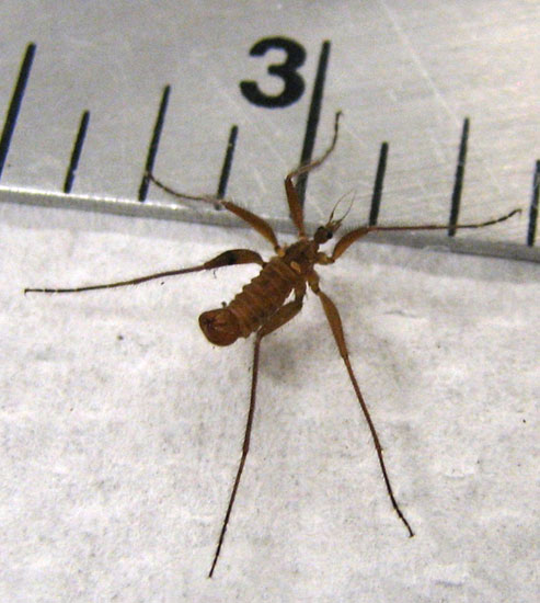 Wingless Winter Cranefly
