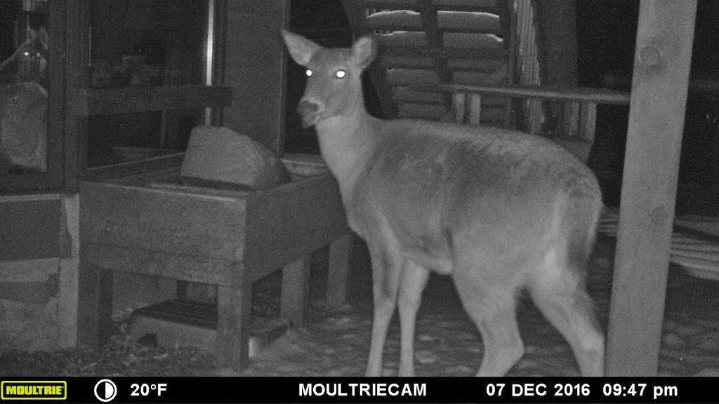 Deer