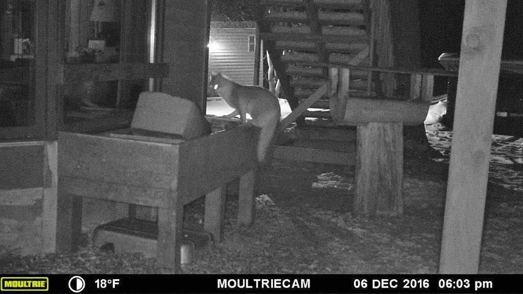 Gray fox