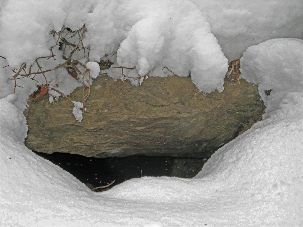 Tasha's den up close (you can see Tasha)