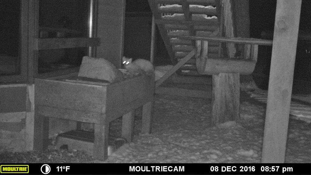 Pine marten with suet