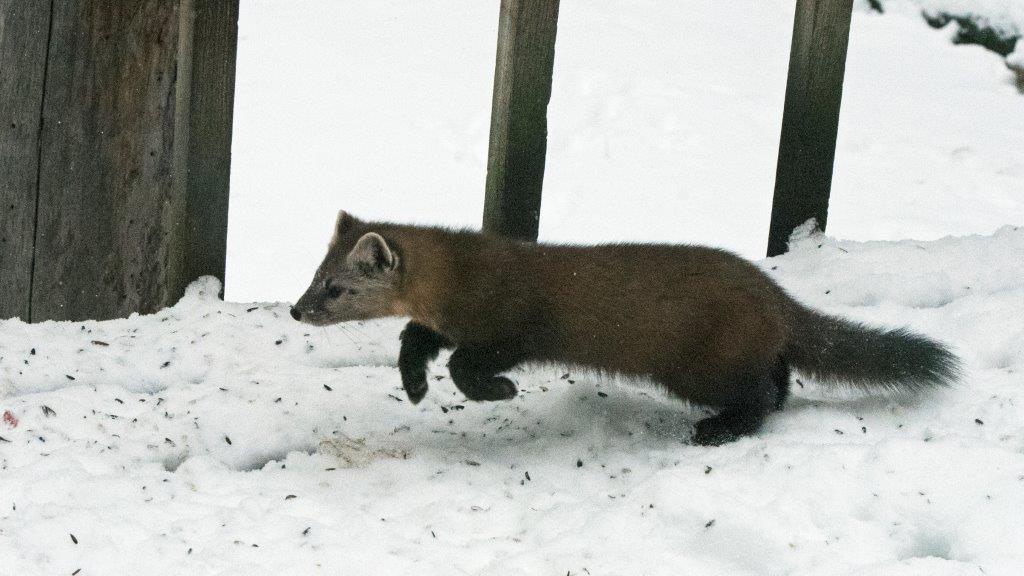 Female pine marten