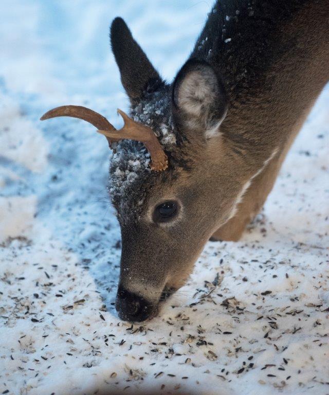 Yearling buck