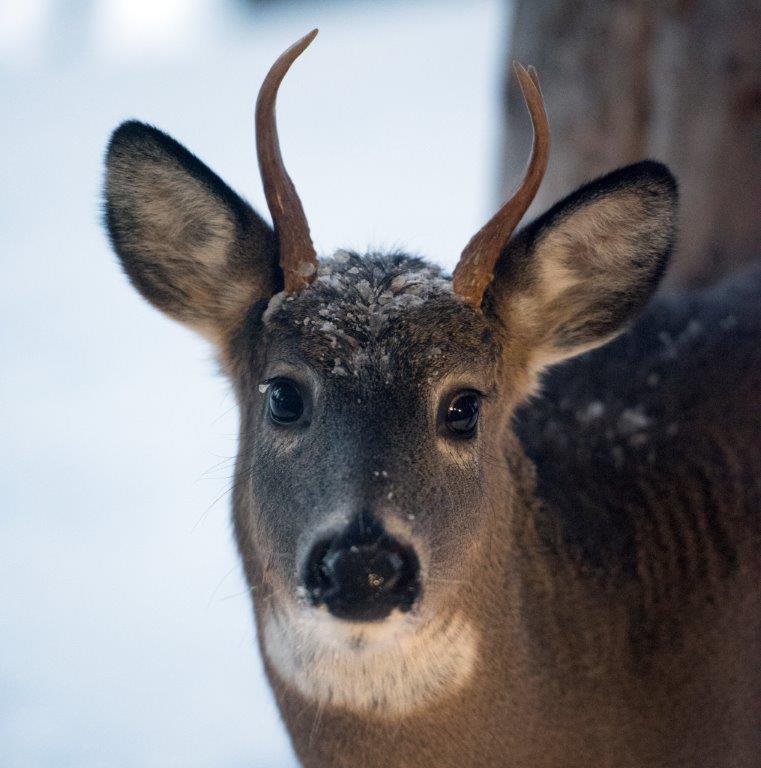 Yearling buck
