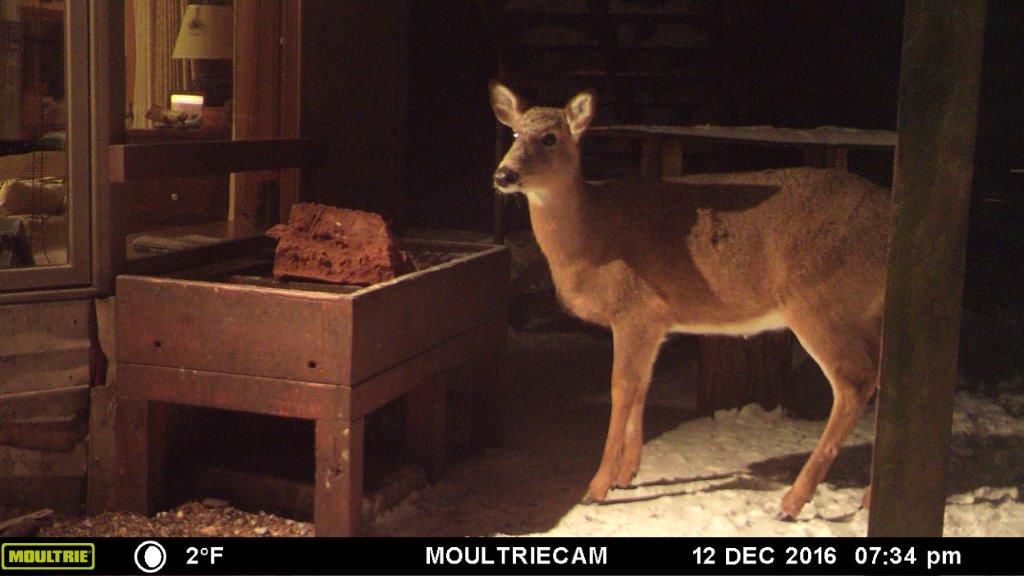 Deer