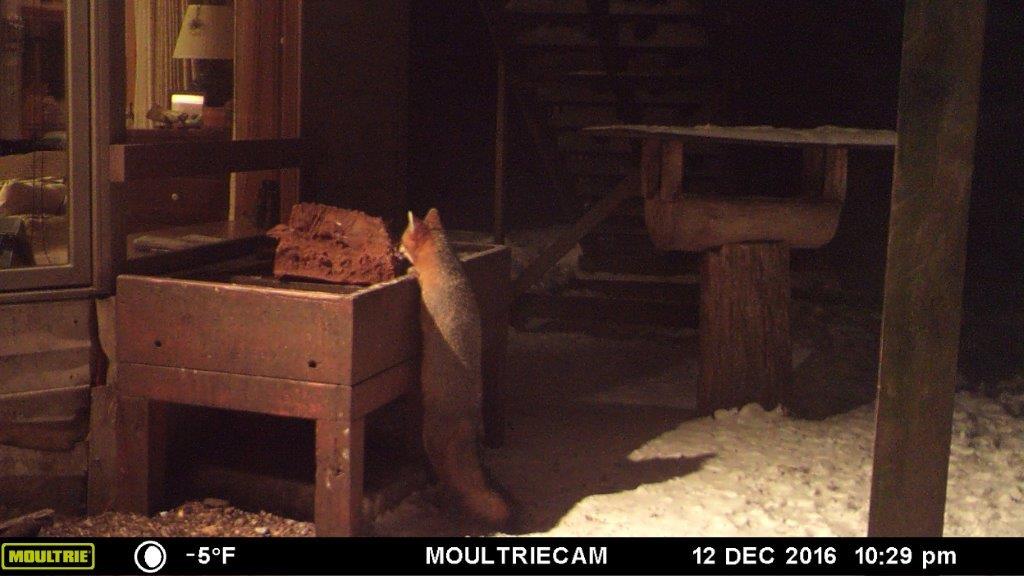Gray fox visitor