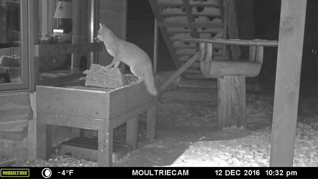 Gray fox visitor