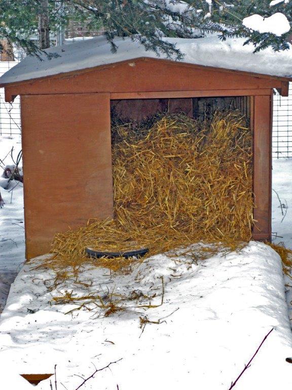 Ted's straw today - raked into the den