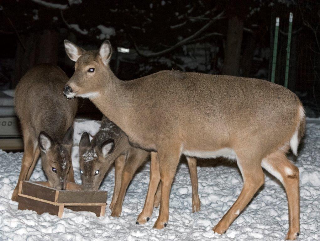 Doe and fawns