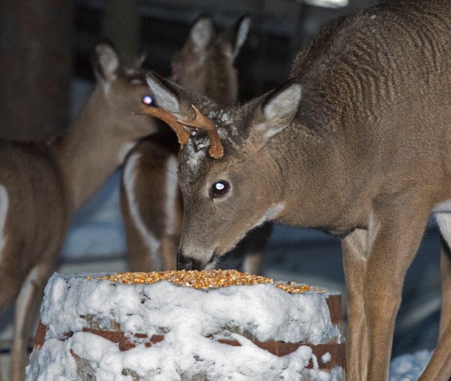 Yearling buck