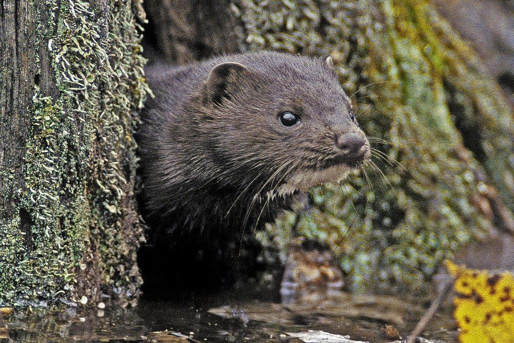 Mink and stump