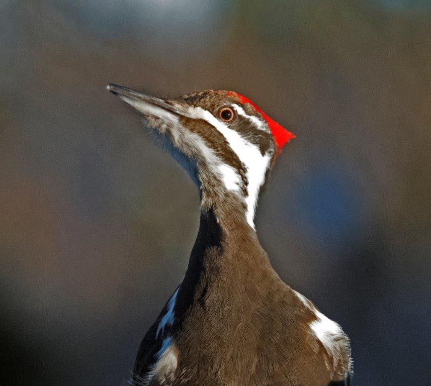Pileated