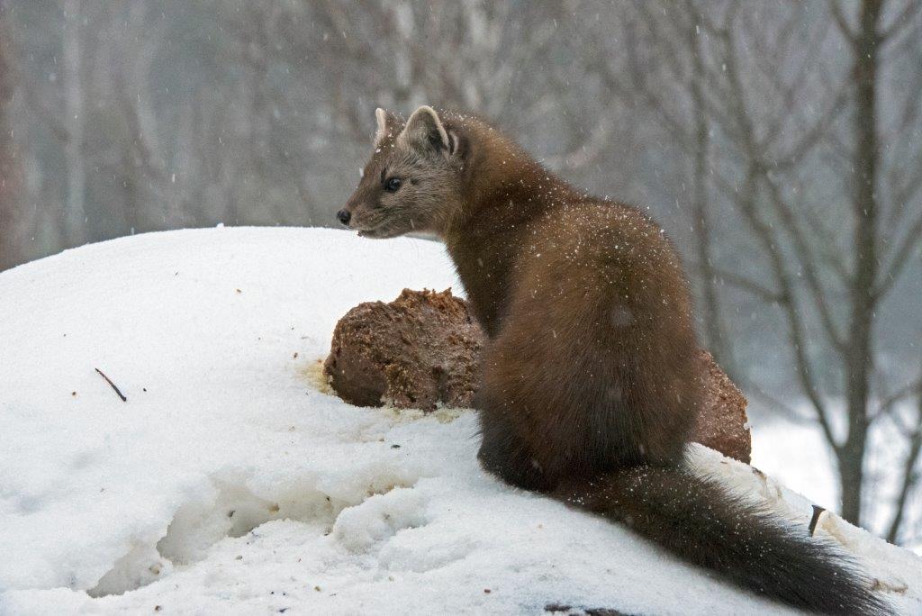 Pine marten