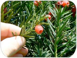 Are yew berries poisonous to dogs cheap