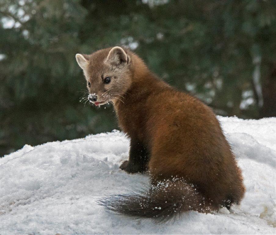 Pine marten