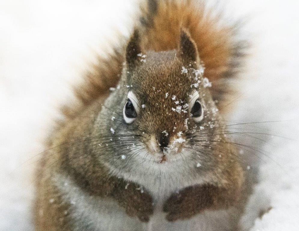 Red squirrel