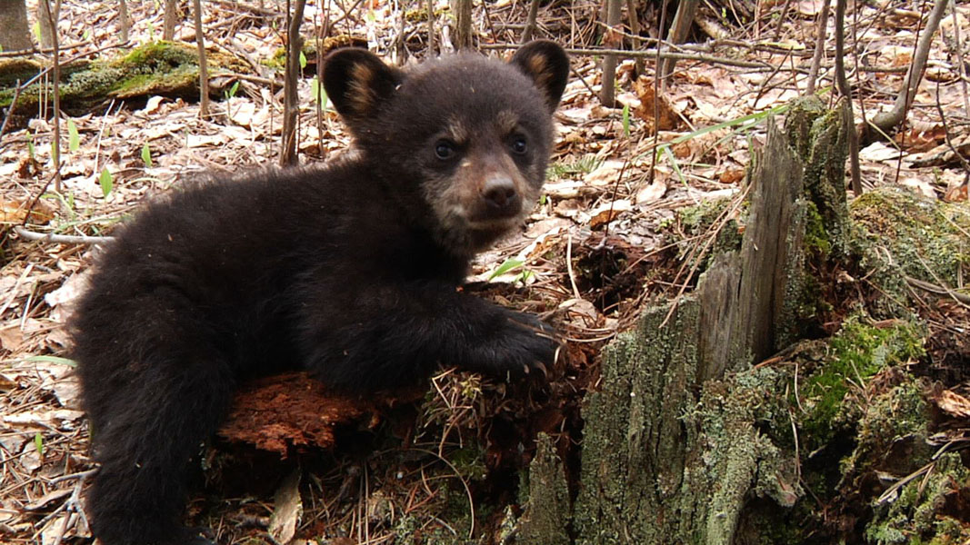 Faith at stump on May 14, 2011