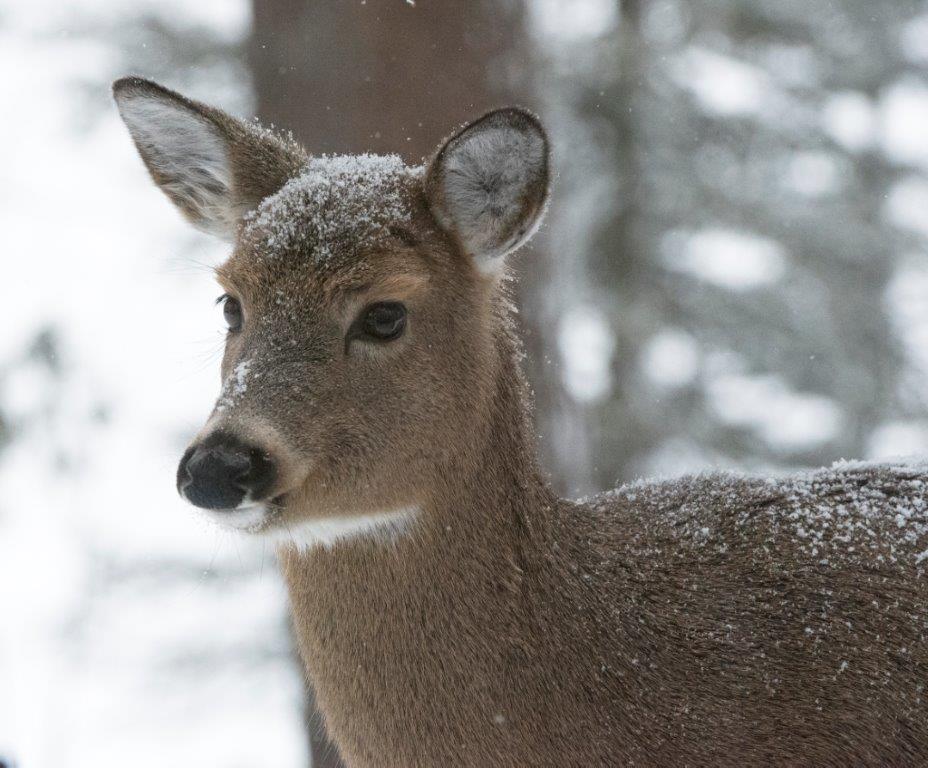 Deer with snow on head