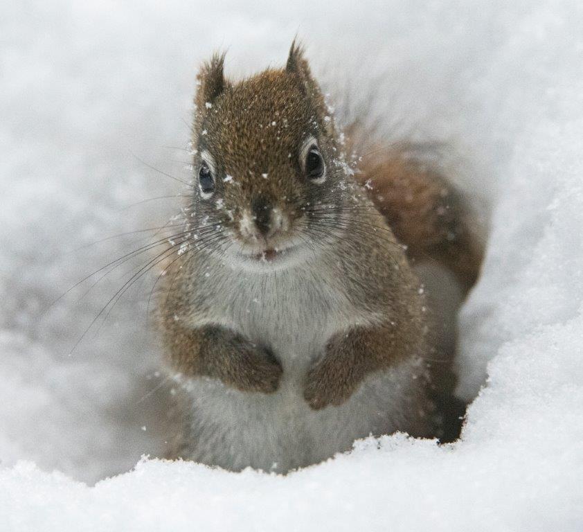 Red squirrel in snow
