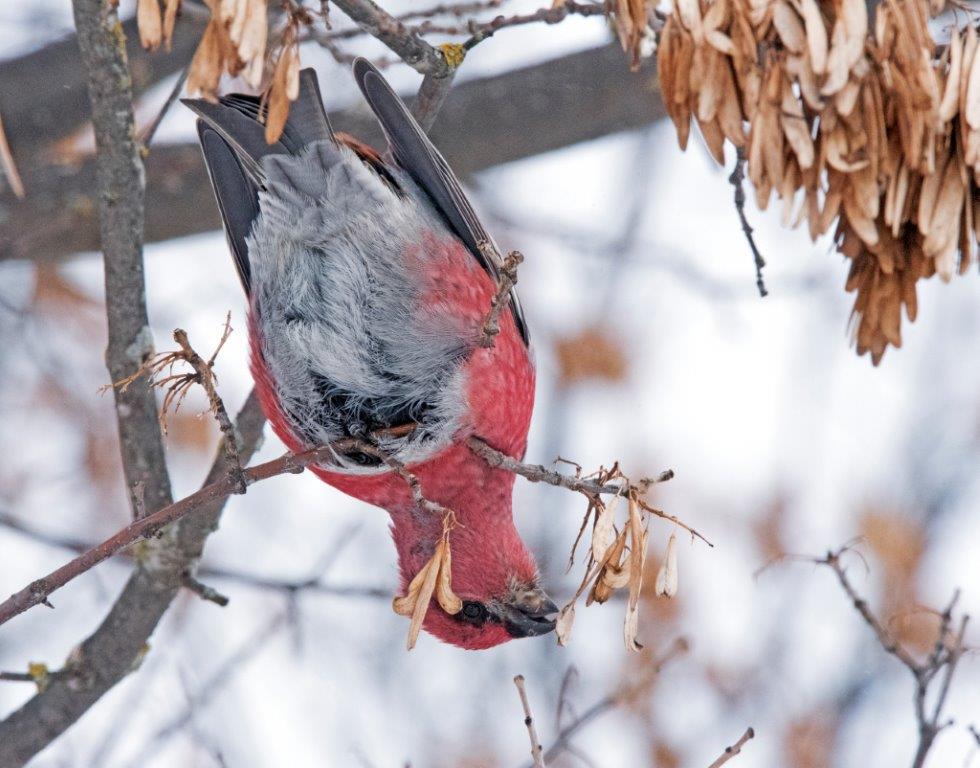 Pine grosbeak