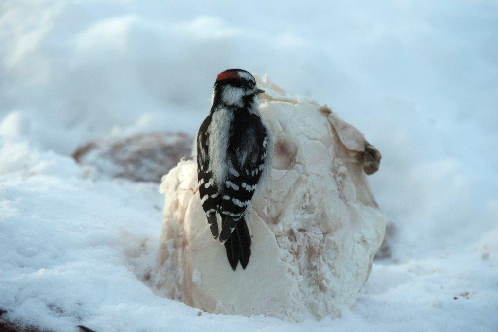 Downy woodpecker