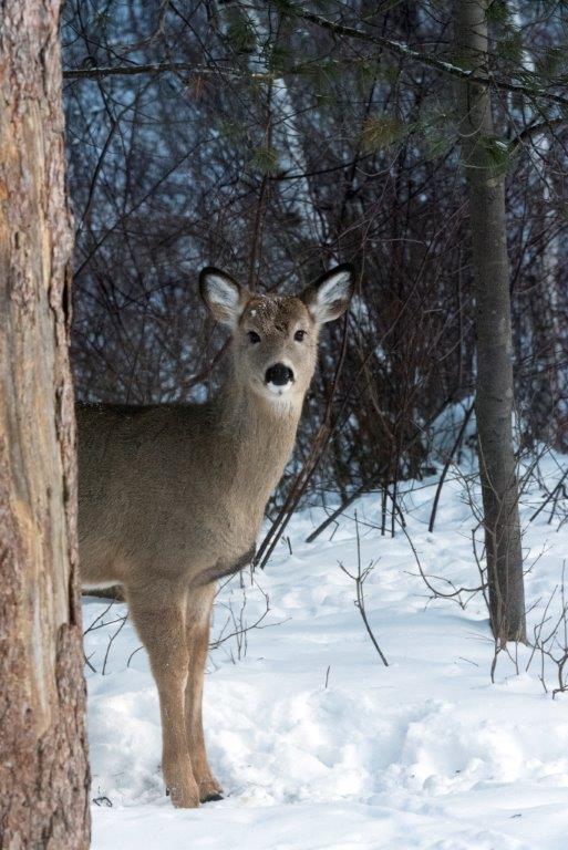 Last year's doe fawn