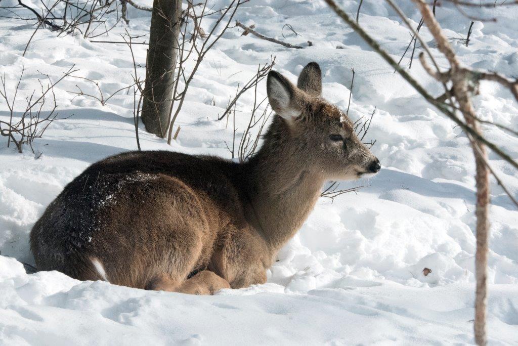 Deer fawn resting