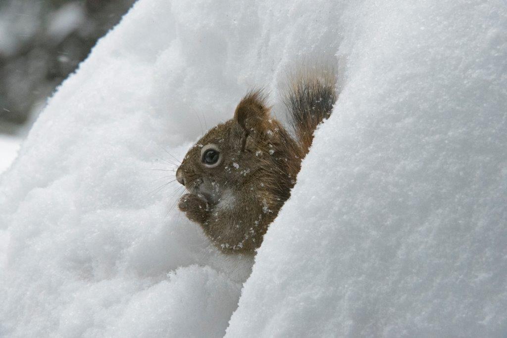 Red squirrel