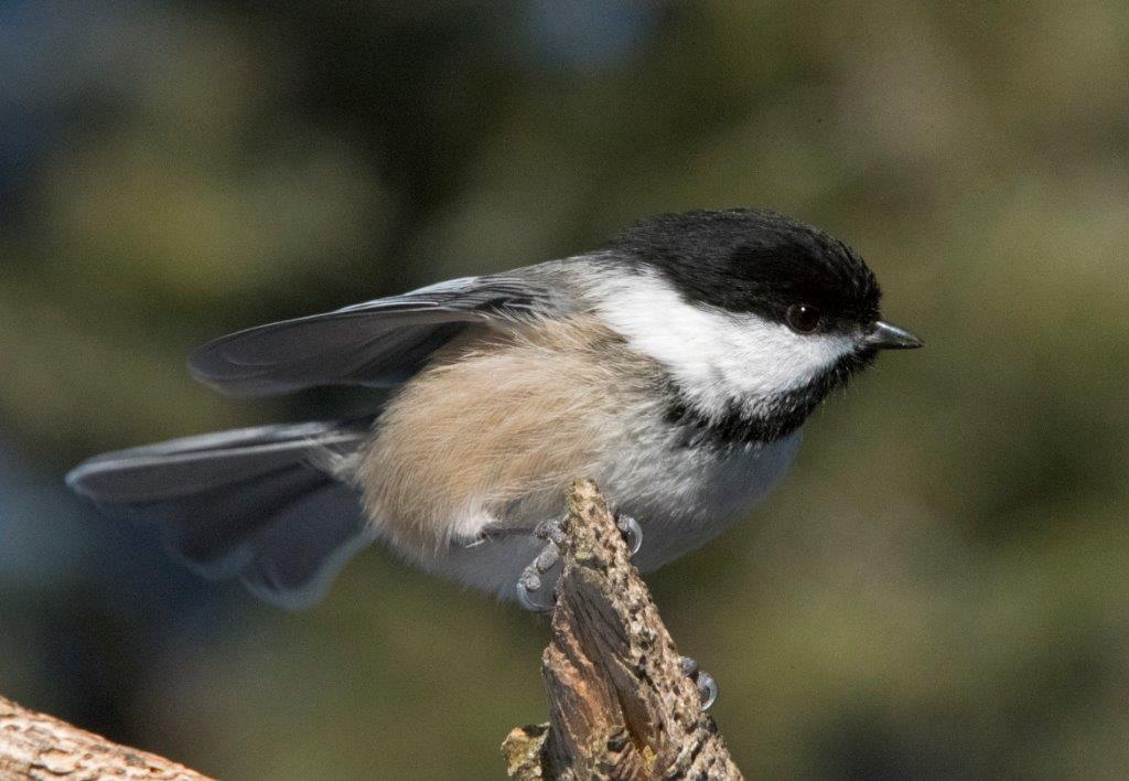 Chickadee