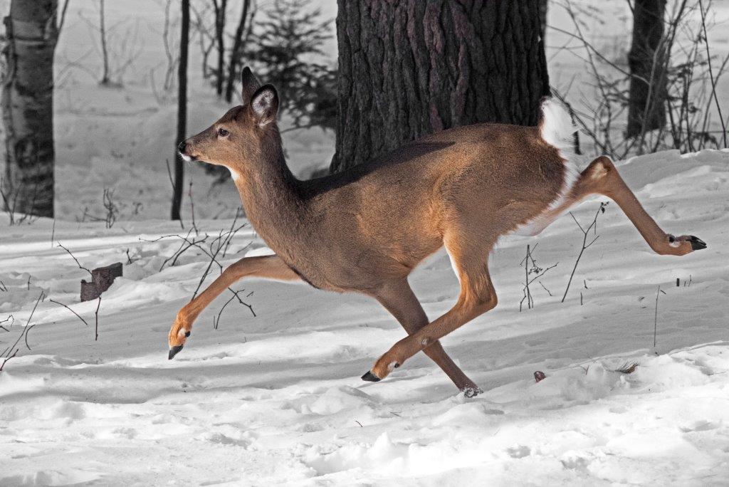 Deer running