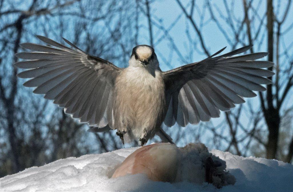 Gray jay