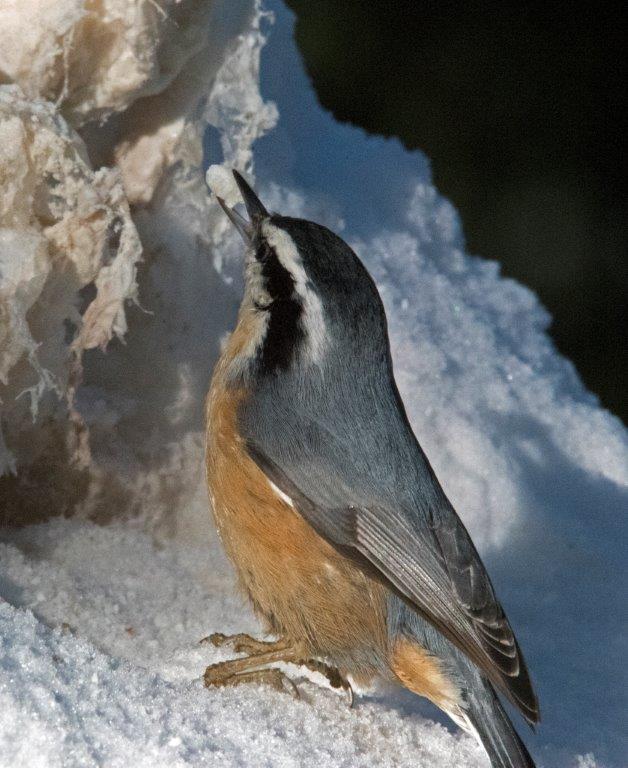 Red-breasted nuthatch